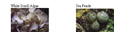 IMAGE Imgs/algealist01.gif