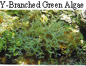 IMAGE Imgs/algealist03.gif