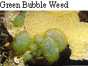 IMAGE Imgs/algealist04.gif