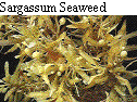 IMAGE Imgs/algealist05.gif