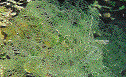 IMAGE Imgs/algealist06.gif