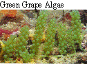 IMAGE Imgs/algealist07.gif