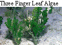 IMAGE Imgs/algealist08.gif