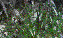 IMAGE Imgs/algealist09.gif
