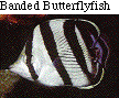 IMAGE Imgs/fishlist01.gif