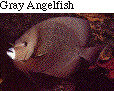 IMAGE Imgs/fishlist02.gif