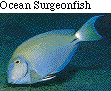 IMAGE Imgs/fishlist03.gif