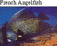 IMAGE Imgs/fishlist05.gif