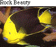 IMAGE Imgs/fishlist08.gif