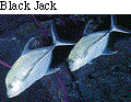 IMAGE Imgs/fishlist09.gif