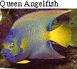IMAGE Imgs/fishlist10.gif