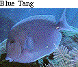 IMAGE Imgs/fishlist11.gif