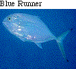 IMAGE Imgs/fishlist12.gif