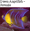 IMAGE Imgs/fishlist13.gif