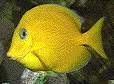IMAGE Imgs/fishlist14.gif