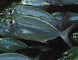IMAGE Imgs/fishlist15.gif