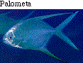 IMAGE Imgs/fishlist16.gif