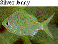 IMAGE Imgs/fishlist17.gif