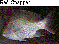 IMAGE Imgs/fishlist18.gif