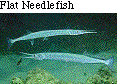 IMAGE Imgs/fishlist19.gif