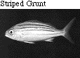 IMAGE Imgs/fishlist20.gif