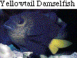 IMAGE Imgs/fishlist21.gif