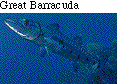IMAGE Imgs/fishlist22.gif