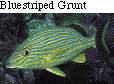 IMAGE Imgs/fishlist23.gif