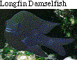 IMAGE Imgs/fishlist24.gif