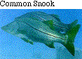 IMAGE Imgs/fishlist25.gif
