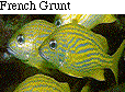 IMAGE Imgs/fishlist26.gif