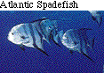 IMAGE Imgs/fishlist28.gif
