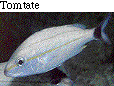 IMAGE Imgs/fishlist29.gif