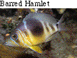 IMAGE Imgs/fishlist30.gif