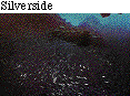 IMAGE Imgs/fishlist31.gif