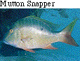 IMAGE Imgs/fishlist32.gif