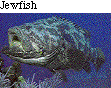 IMAGE Imgs/fishlist33.gif