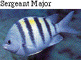 IMAGE Imgs/fishlist34.gif