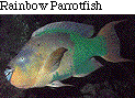 IMAGE Imgs/fishlist35.gif