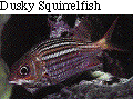 IMAGE Imgs/fishlist36.gif