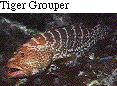 IMAGE Imgs/fishlist37.gif