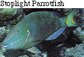 IMAGE Imgs/fishlist38.gif