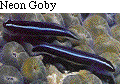 IMAGE Imgs/fishlist39.gif