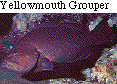 IMAGE Imgs/fishlist40.gif