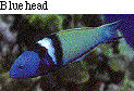 IMAGE Imgs/fishlist41.gif
