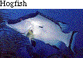 IMAGE Imgs/fishlist42.gif