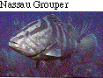 IMAGE Imgs/fishlist43.gif
