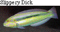 IMAGE Imgs/fishlist44.gif