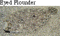 IMAGE Imgs/fishlist45.gif