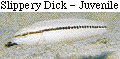 IMAGE Imgs/fishlist47.gif